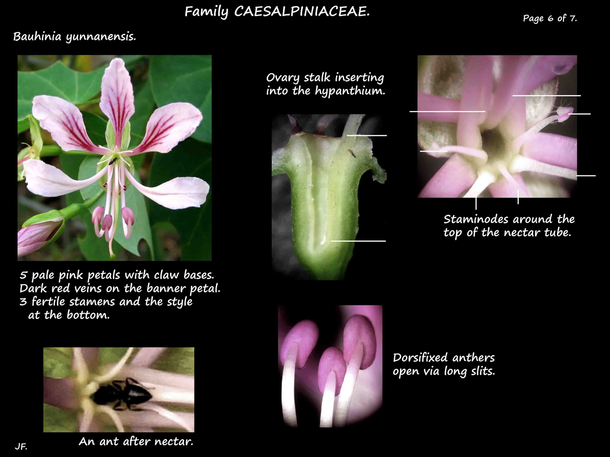 6 Bauhinia yunnanensis flowers